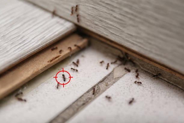 Best Best Pest Control Companies  in Long Beach, WA